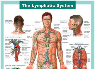Lymph-System